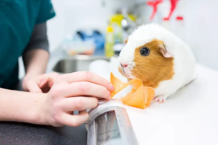 Grove Veterinary Centre Picture 1