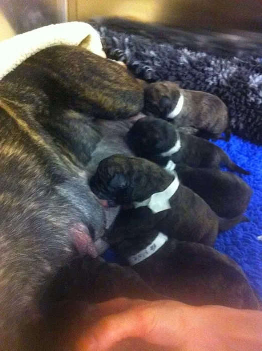 Alexander Vets Picture 10