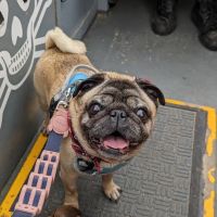Church Walk Veterinary Centre - Ulverston ico