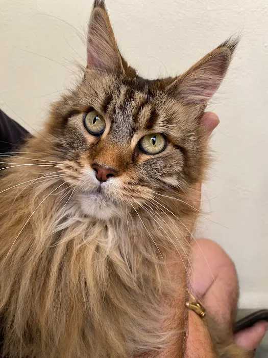 Spring House Cattery, Scales, Ulverston LA120PF ⭐⭐⭐⭐⭐ Picture 4