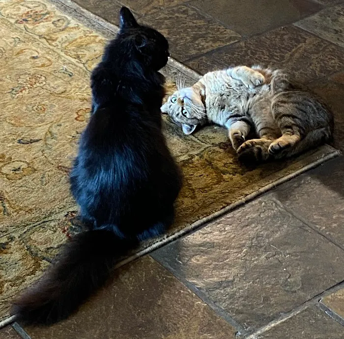 Spring House Cattery, Scales, Ulverston LA120PF ⭐⭐⭐⭐⭐ Picture 9
