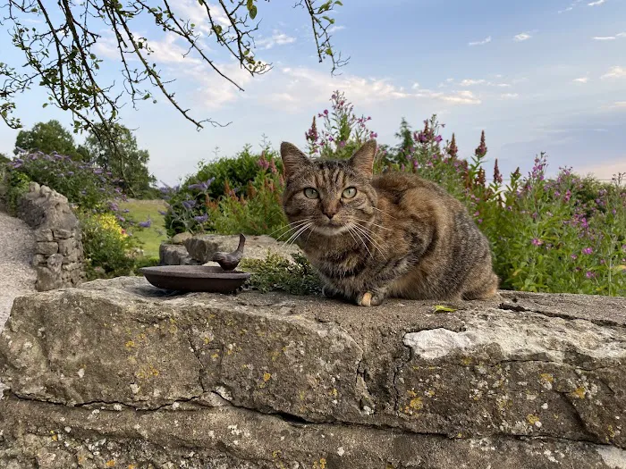 Spring House Cattery, Scales, Ulverston LA120PF ⭐⭐⭐⭐⭐ Picture 5