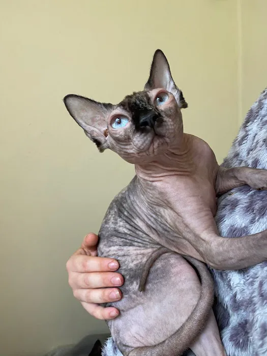 Spring House Cattery, Scales, Ulverston LA120PF ⭐⭐⭐⭐⭐ Picture 1