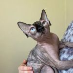 Spring House Cattery, Scales, Ulverston LA120PF ⭐⭐⭐⭐⭐