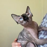 Spring House Cattery, Scales, Ulverston LA120PF ⭐⭐⭐⭐⭐ ico