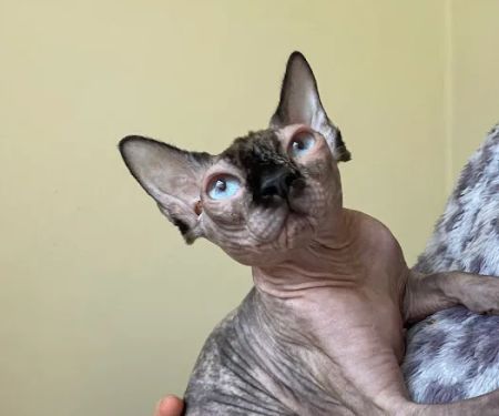 Spring House Cattery, Scales, Ulverston LA120PF u2b50u2b50u2b50u2b50u2b50