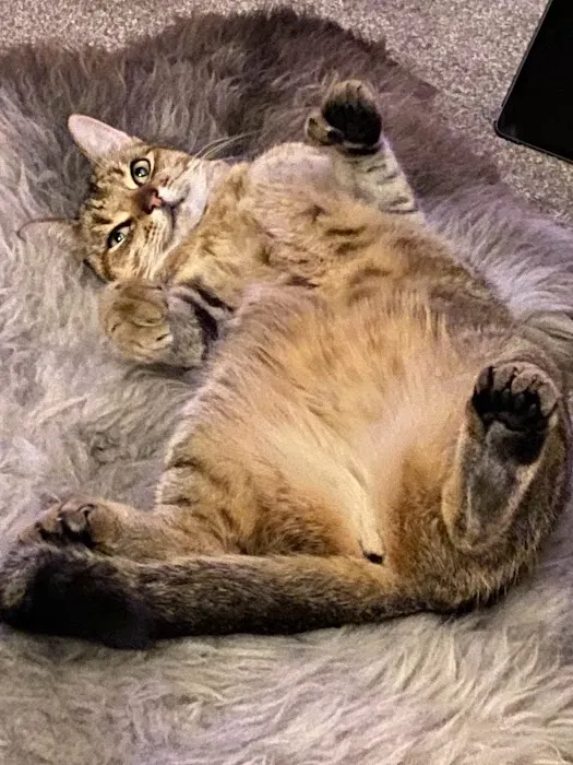 Spring House Cattery, Scales, Ulverston LA120PF ⭐⭐⭐⭐⭐ Picture 10