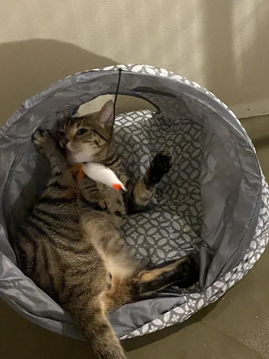 Spring House Cattery, Scales, Ulverston LA120PF ⭐⭐⭐⭐⭐ Picture 3
