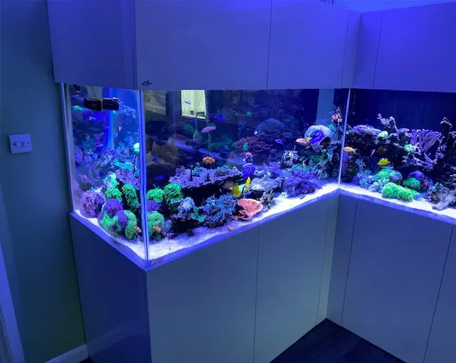 Aquariums4Life Picture 8