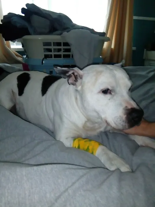 Bridge Veterinary Group - Hartlepool Picture 9