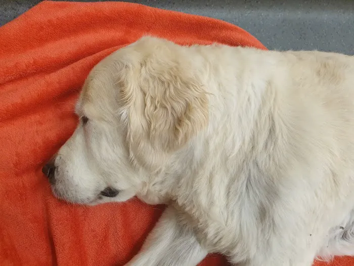 Bridge Veterinary Group - Hartlepool Picture 3