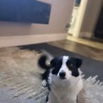 Clifton Lodge Veterinary Group, Hartlepool