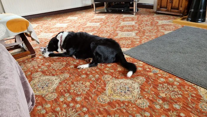 Clifton Lodge Veterinary Group, Hartlepool Picture 6