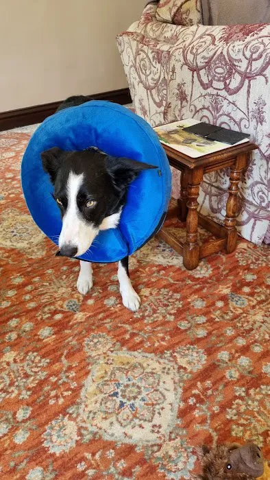 Clifton Lodge Veterinary Group, Hartlepool Picture 7