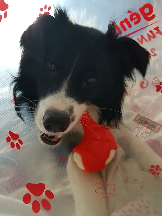 firstvets - Billy Mill Picture 4