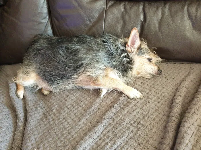 Vets4Pets - North Tyneside Picture 4