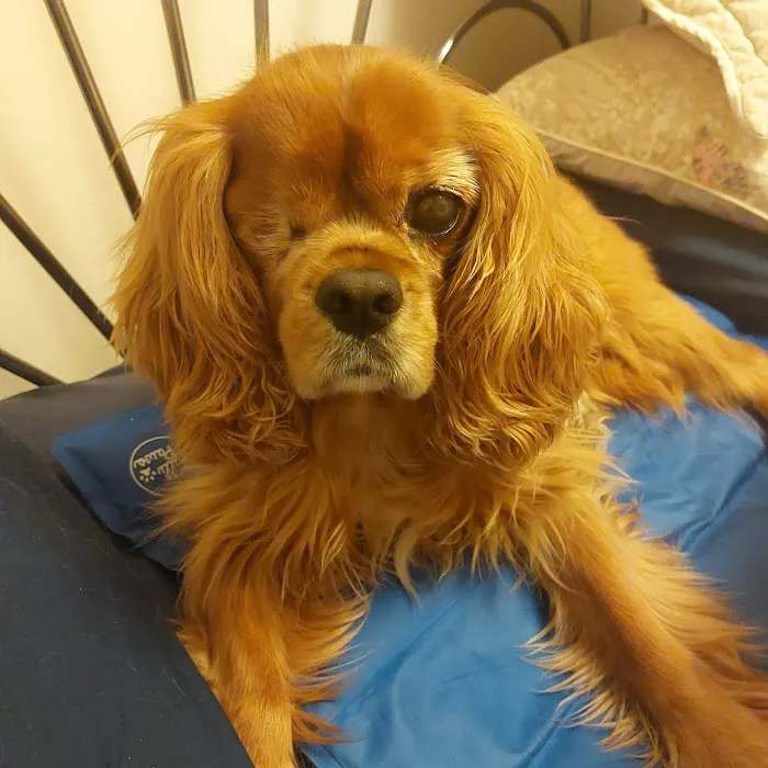 Vets4Pets - North Tyneside Picture 7