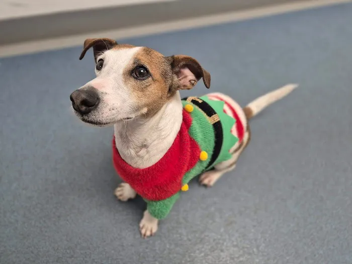 Vets4Pets - North Tyneside Picture 10