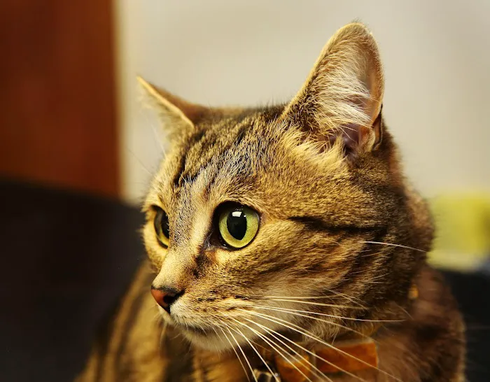 Westway Veterinary Group, Wideopen Picture 8
