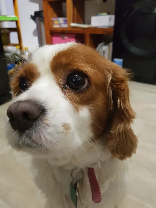 The Pet Shop Picture 2