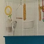 The Pet Shop