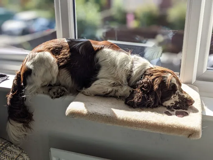 Woof 'n' Puss Picture 1