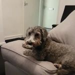 The Mount Veterinary Practice