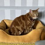 Bourne Cattery