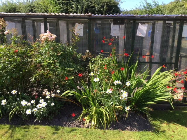 Bourne Cattery Picture 6