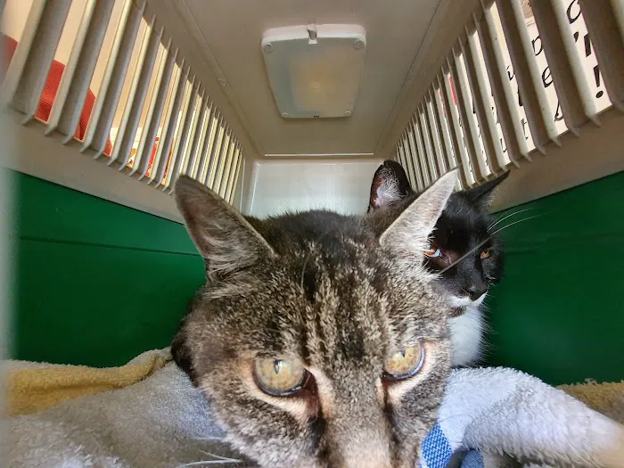 Bourne Cattery Picture 4