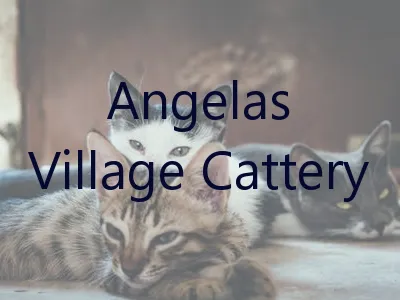 Angelas Village Cattery Picture 3