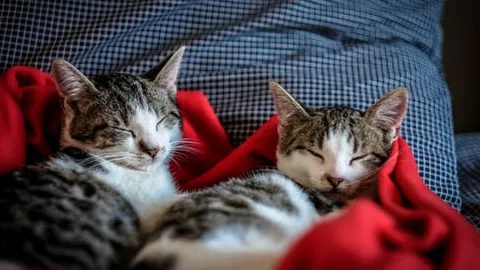 Angelas Village Cattery Picture 1