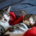 Angelas Village Cattery