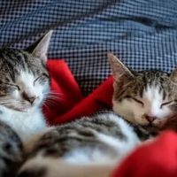 Angelas Village Cattery ico