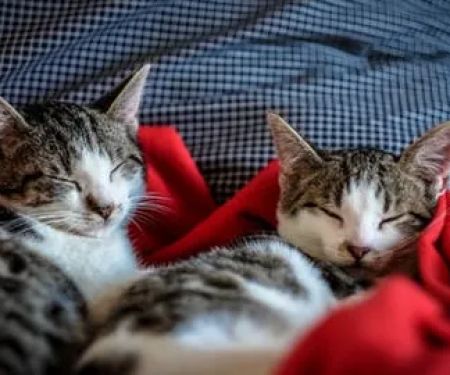 Angelas Village Cattery