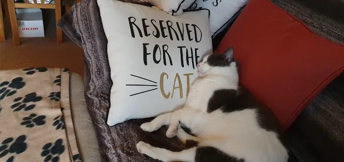 Newlands Cattery Picture 2