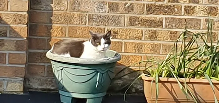 Newlands Cattery Picture 5