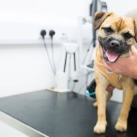 Moy Vets ico