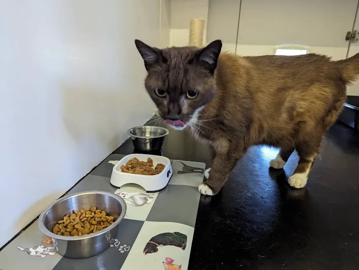 Cosy Cats Boarding Cattery Picture 3