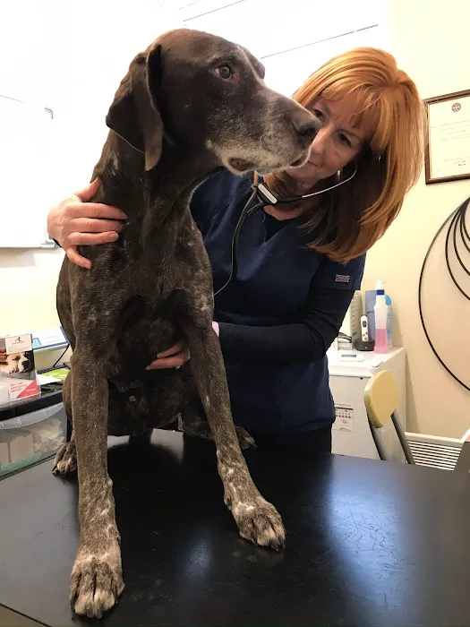 Wyrebrooke Mobile Vets Picture 1