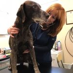 Wyrebrooke Mobile Vets