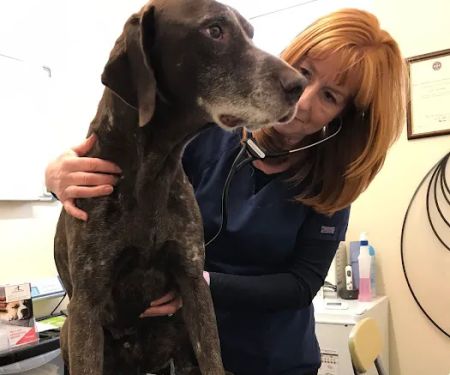 Wyrebrooke Mobile Vets