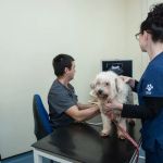 Moy Vets