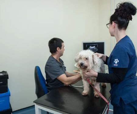 Moy Vets