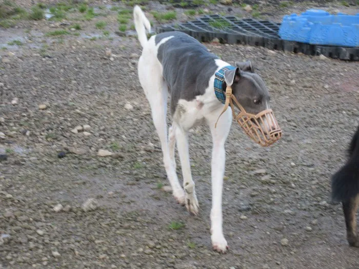 Microchipping implanter Picture 4