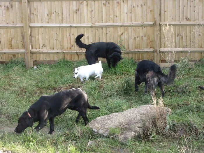 Microchipping implanter Picture 1