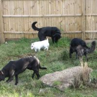 Microchipping implanter ico