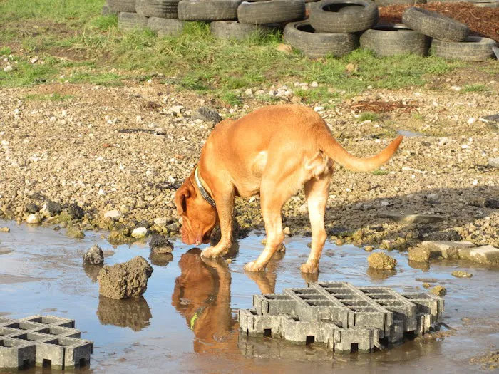 Microchipping implanter Picture 7