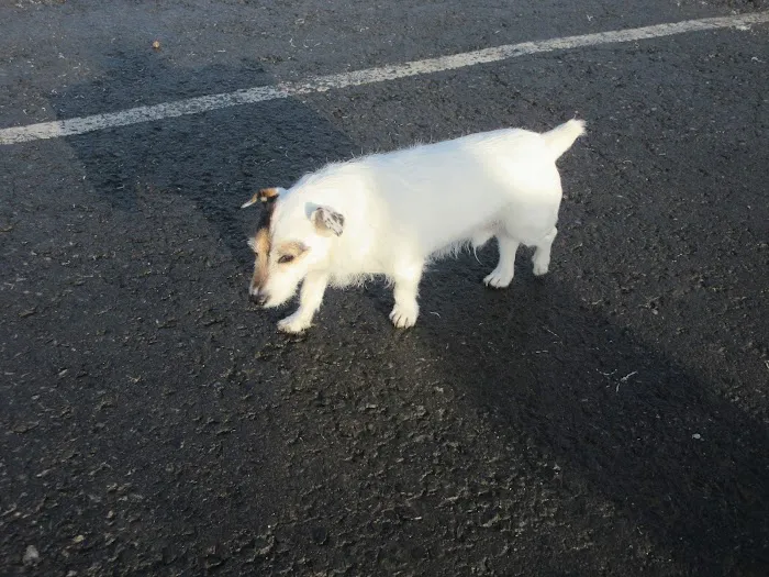 Microchipping implanter Picture 5