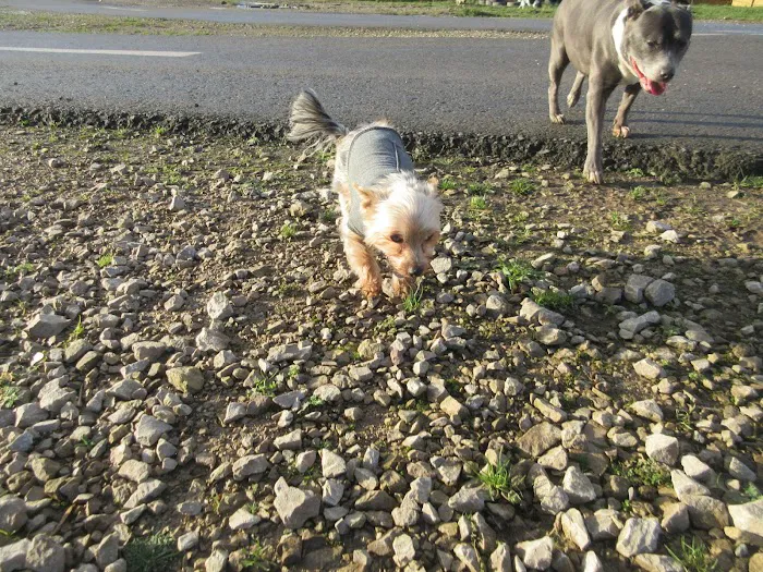 Microchipping implanter Picture 3